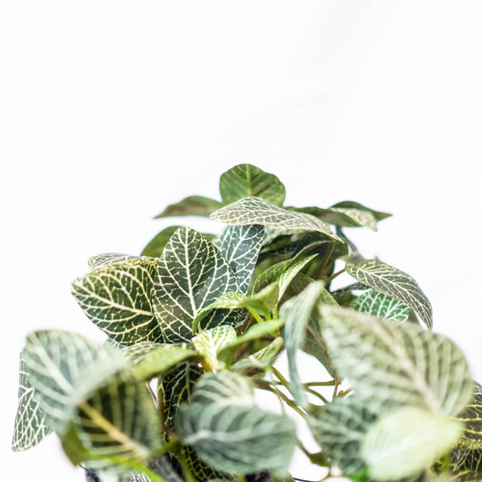 Trailing Fittonia