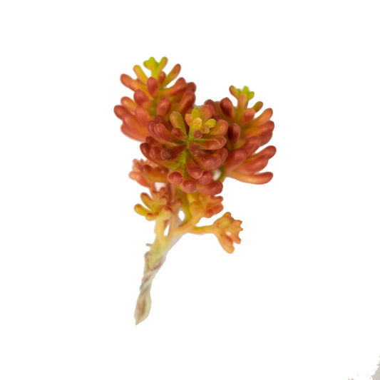 Flaming Sedum 5.5" (Pack of 3)