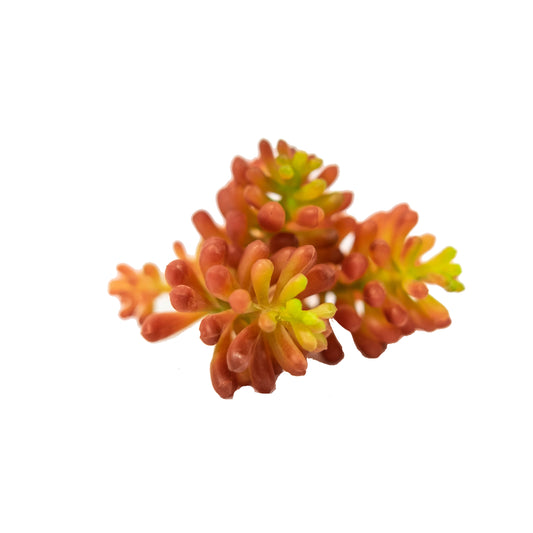 Flaming Sedum 5.5" (Pack of 3)