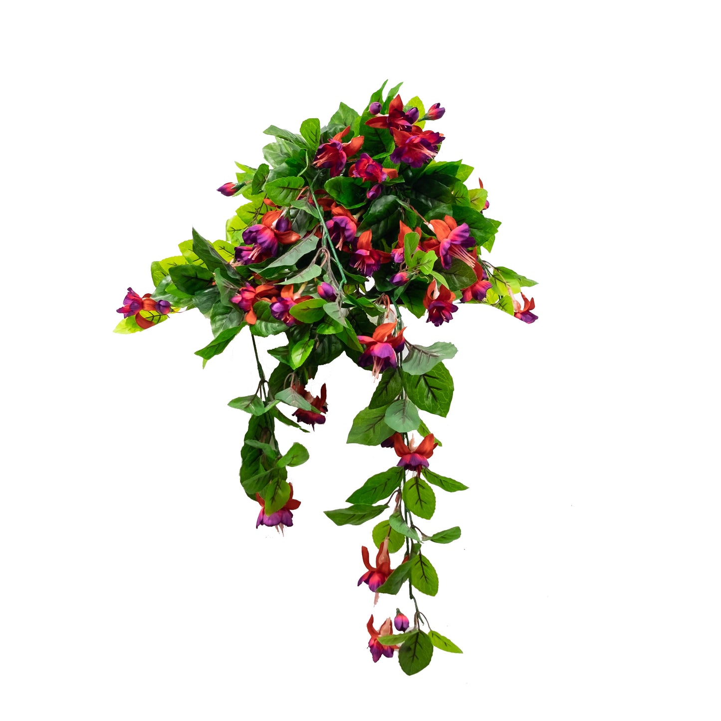 Fuschia Flowering Bush
