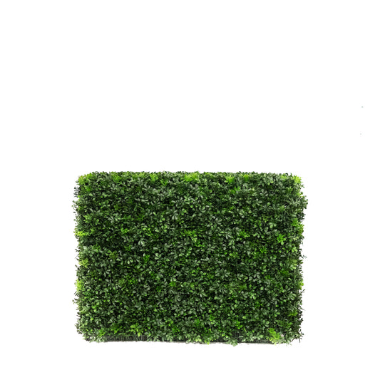 Boxwood Hedge