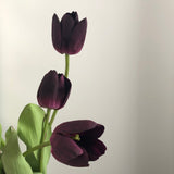 Darwin Hybrid Tulip (Pack of 6)