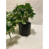 Potted English Ivy in Ceramic