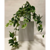 Potted English Ivy in Ceramic