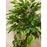 Outdoor Ficus Topiary 5.5ft (Instore Pickup Only)
