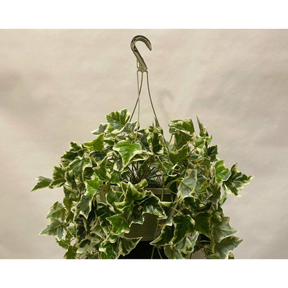 hanging english ivy plant English Ivy Hanging Basket – Artificial Hanging Plant in Canada