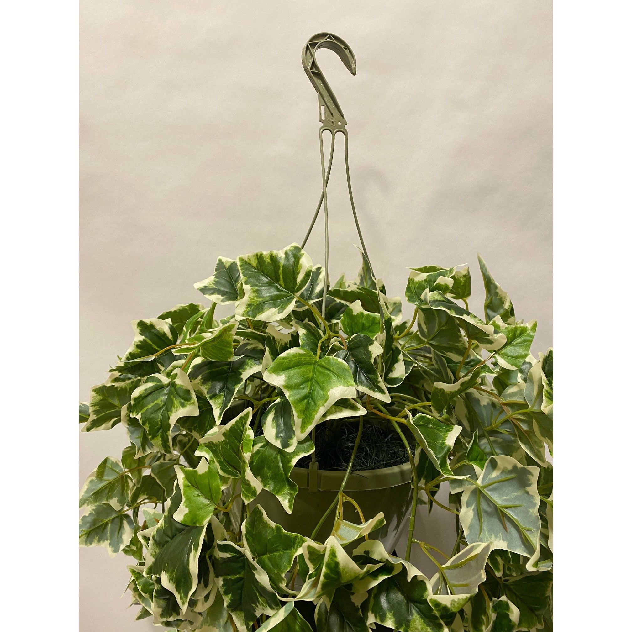 English Ivy Variegated Hanging Basket