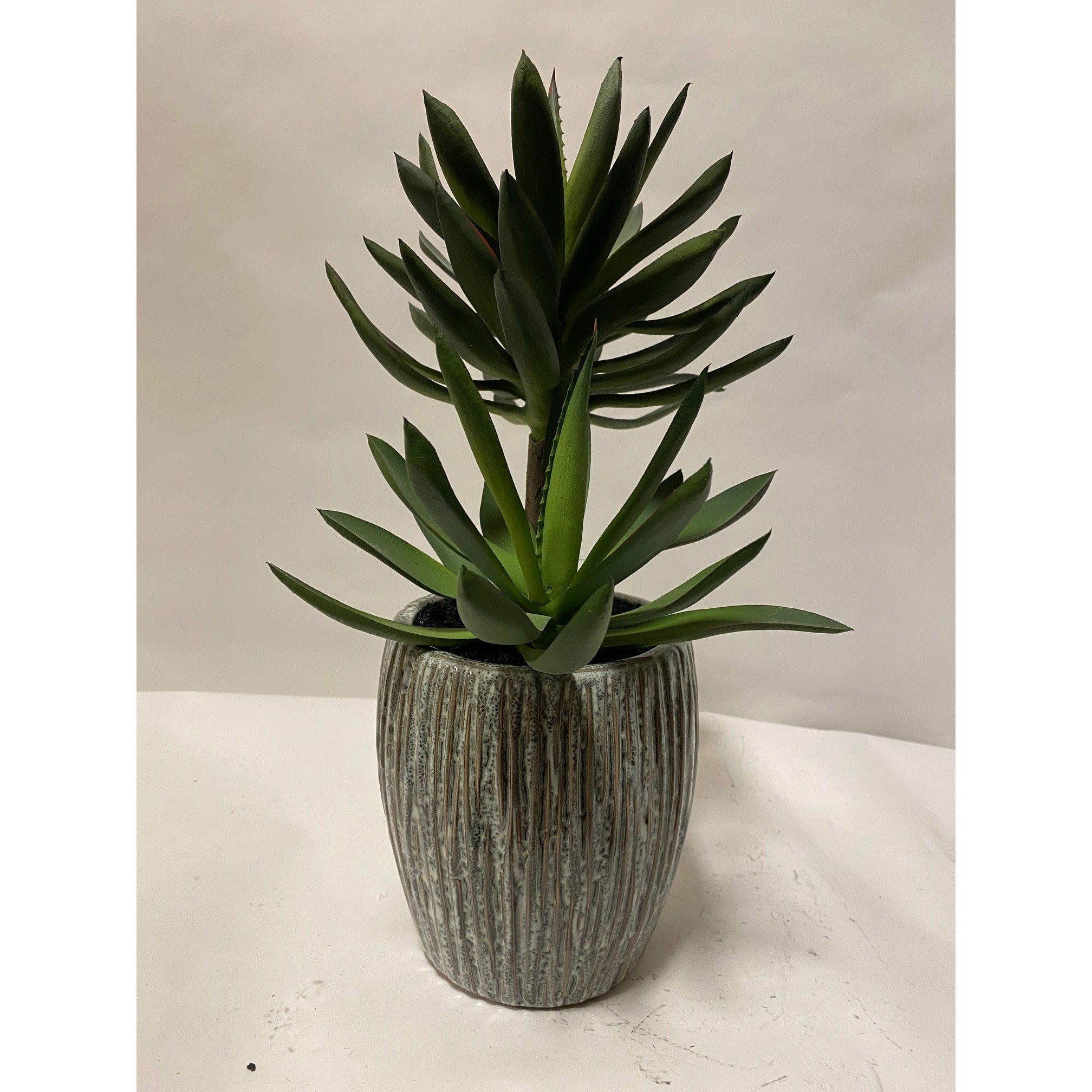 Succulent in ceramic vase