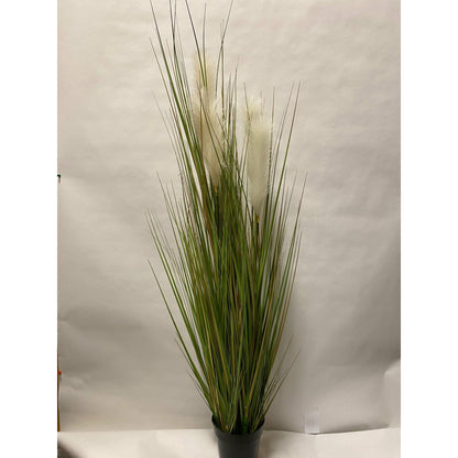 Potted Angel Hair Grass 58"
