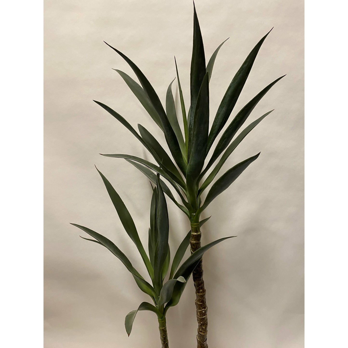 Yucca slim Ultra-leaf 44"