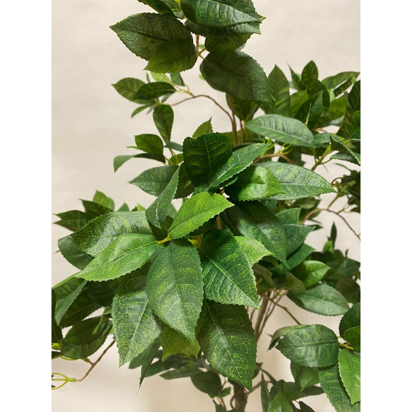 Sweet Osmanthus tree 4'