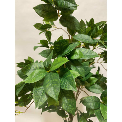 Sweet Osmanthus tree 4'