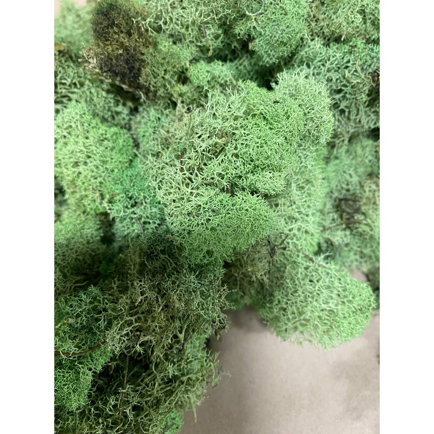 Reindeer Moss 1lb
