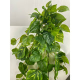 Single Stem Hanging Pothos  30