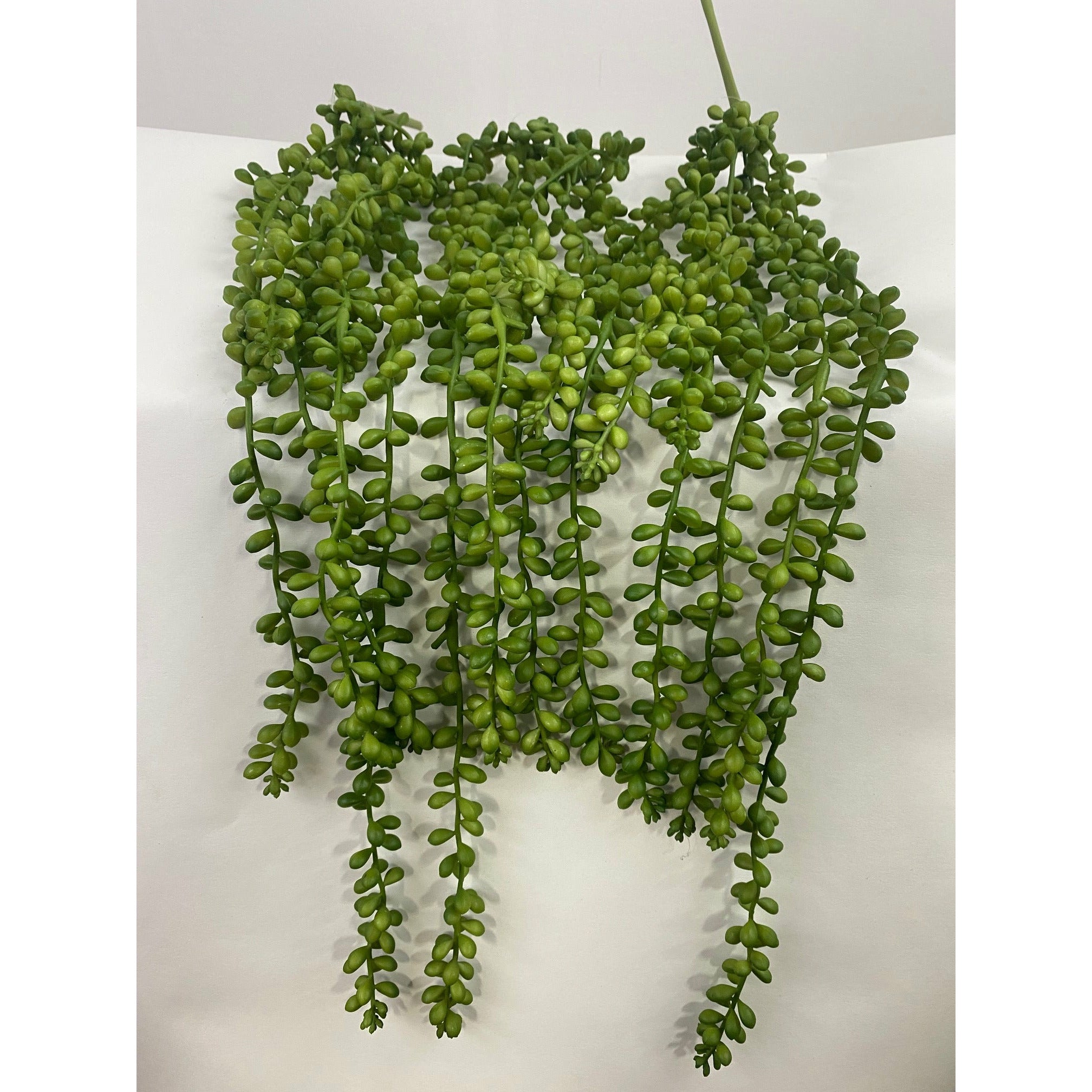 Succulent string of pearls (pack of 3)
