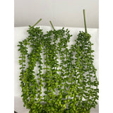 Succulent string of pearls (pack of 3)