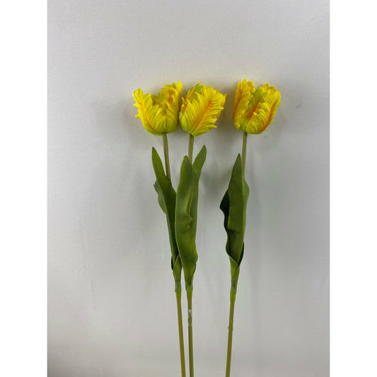 Parrot Tulip (Pack of 6)