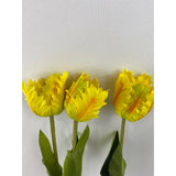 Parrot Tulip (Pack of 6)