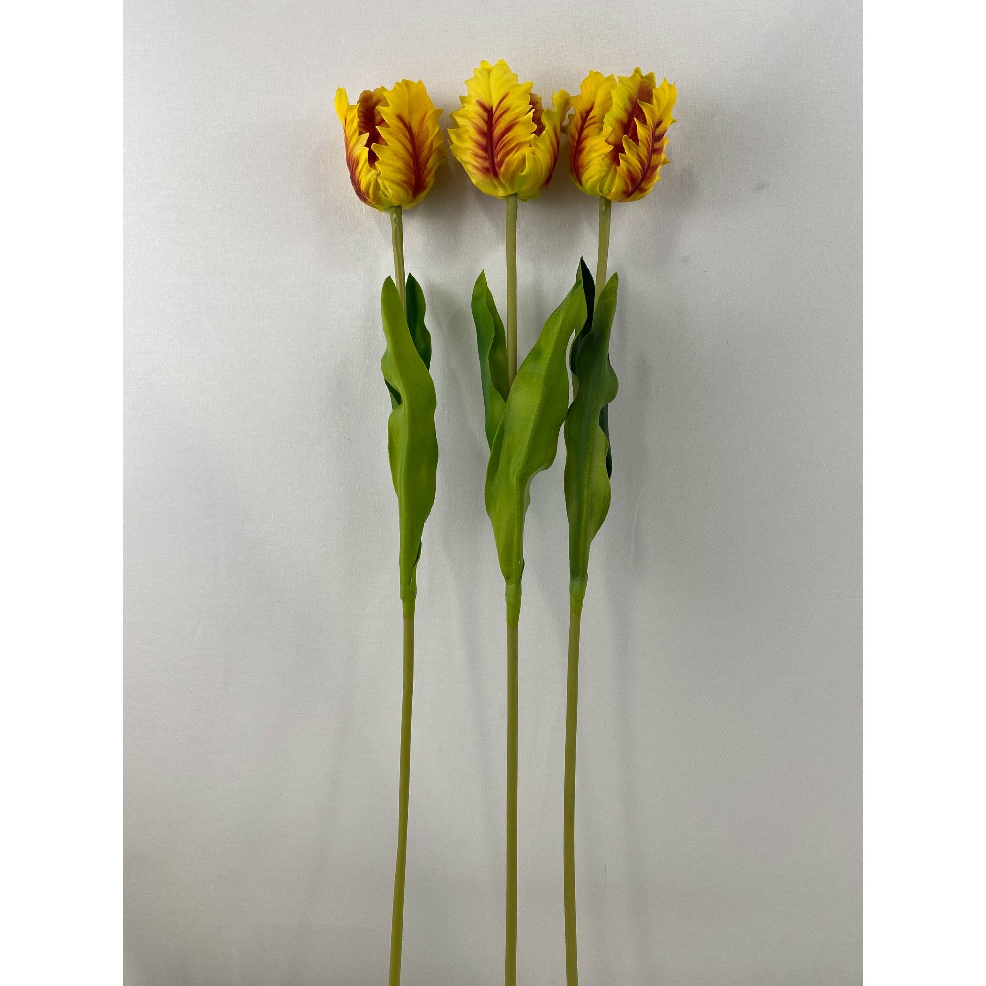 Parrot Tulip (Pack of 6)