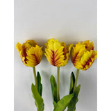 Parrot Tulip (Pack of 6)