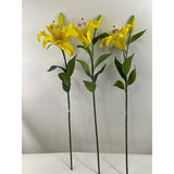 Tiger Lily (Pack of 3)