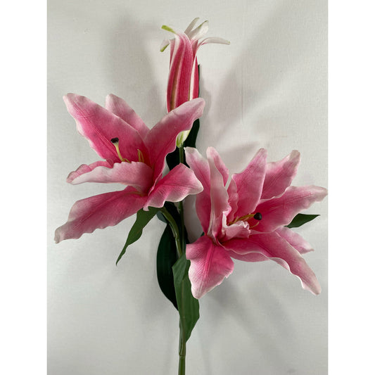 Tiger Lily (Pack of 3)