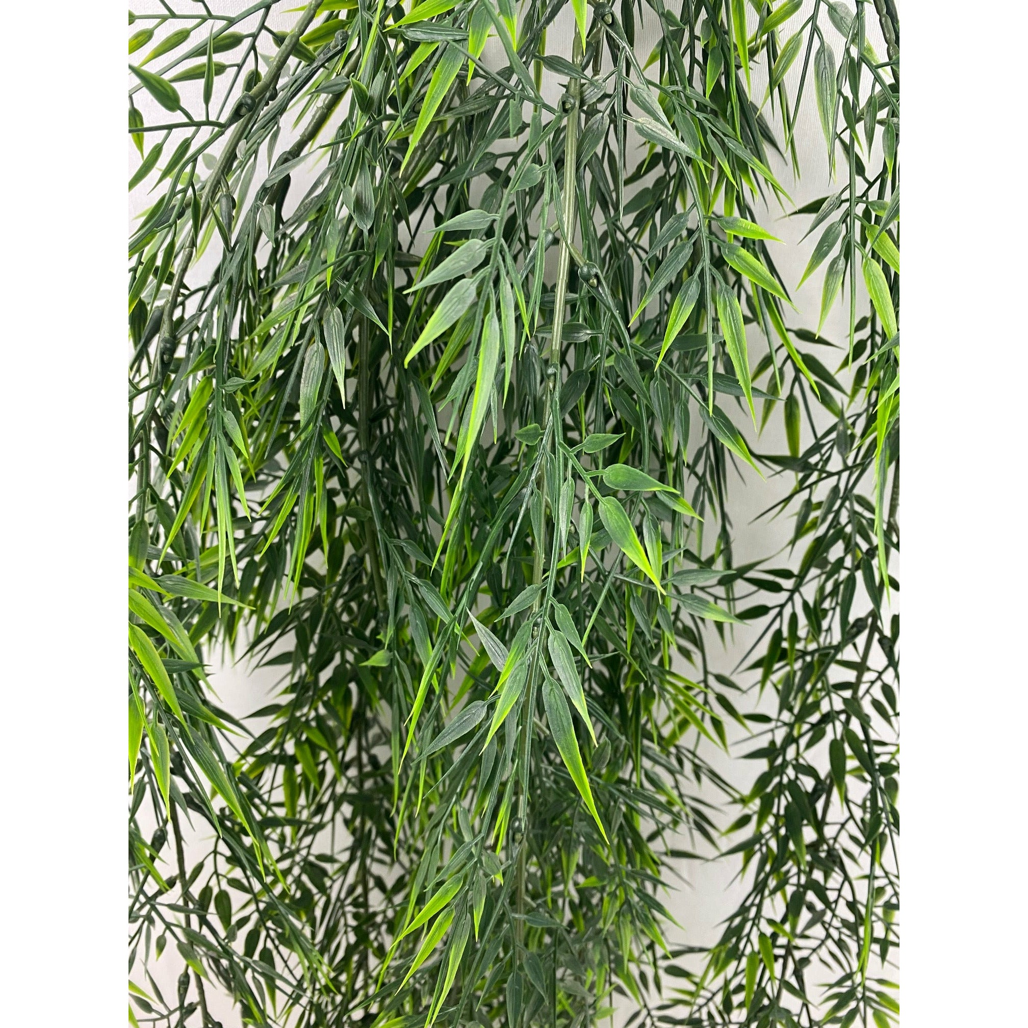 Green Bamboo shoot hanging bush