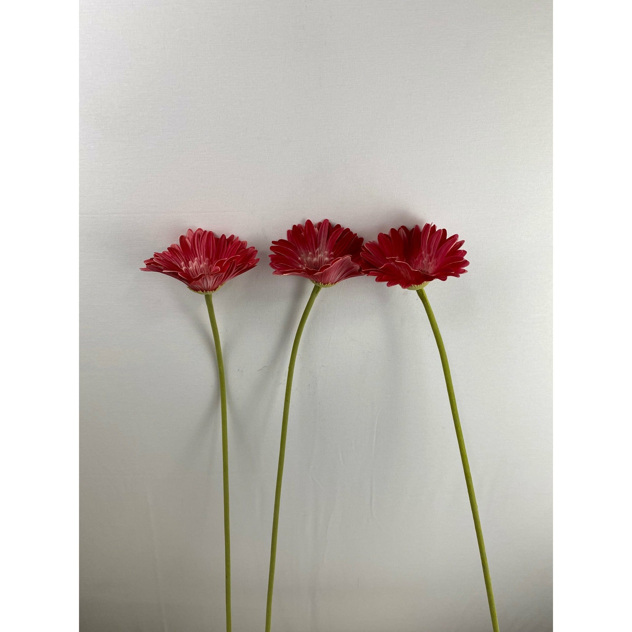 Tuscan Gerber Daisy 24" (Pack of 12)