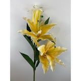 Tiger Lily (Pack of 3)
