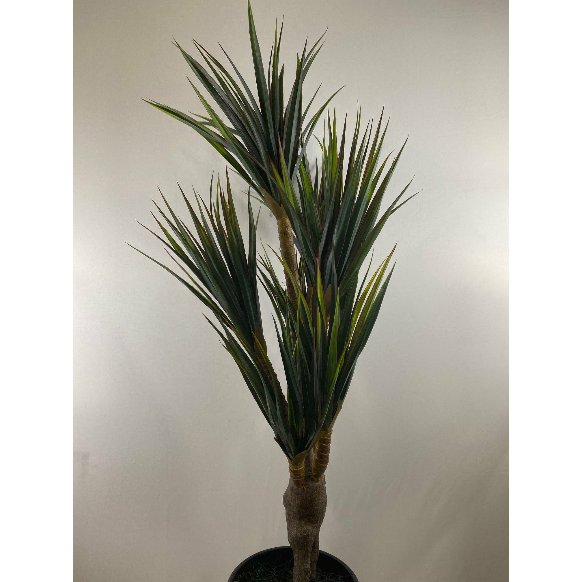 Red tip Yucca 44"
