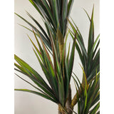 Red tip Yucca 44"