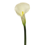 Large Calla Lily 25” (Pack of 6)
