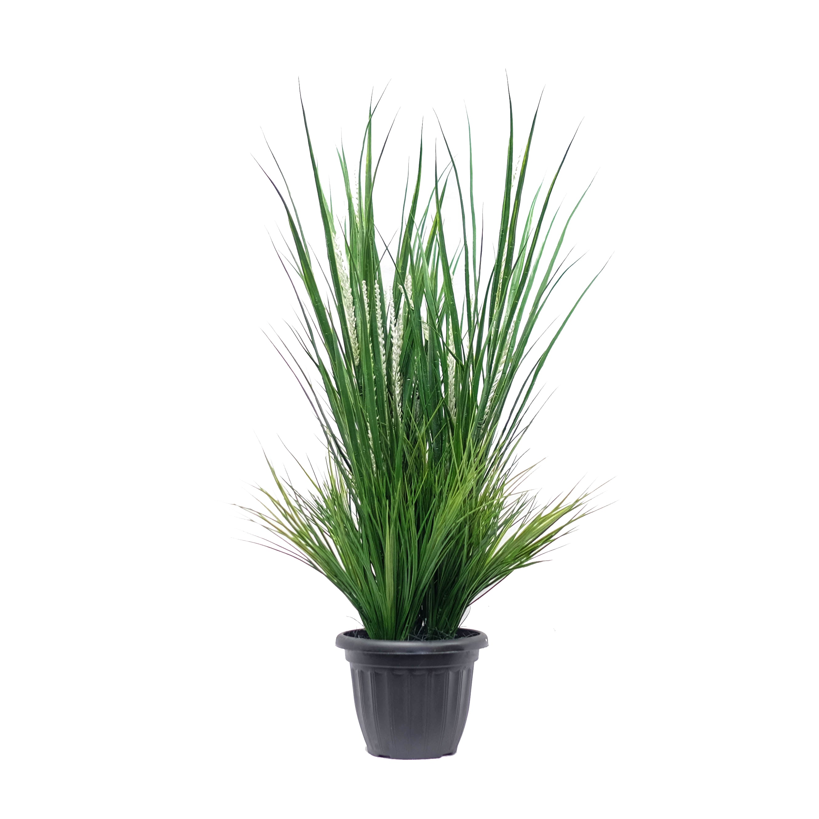 Lucky Grass Potted