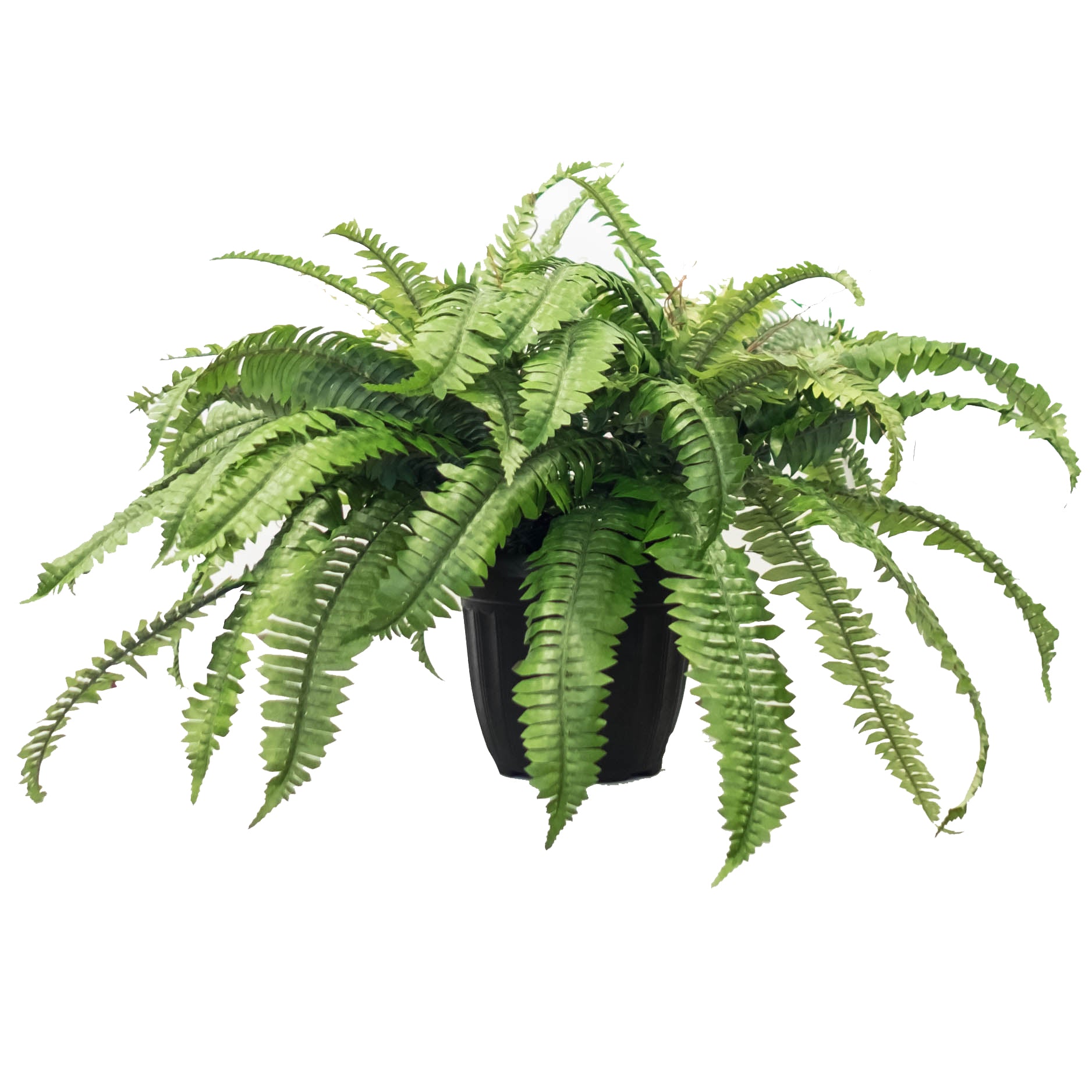 Potted Garden Fern Double