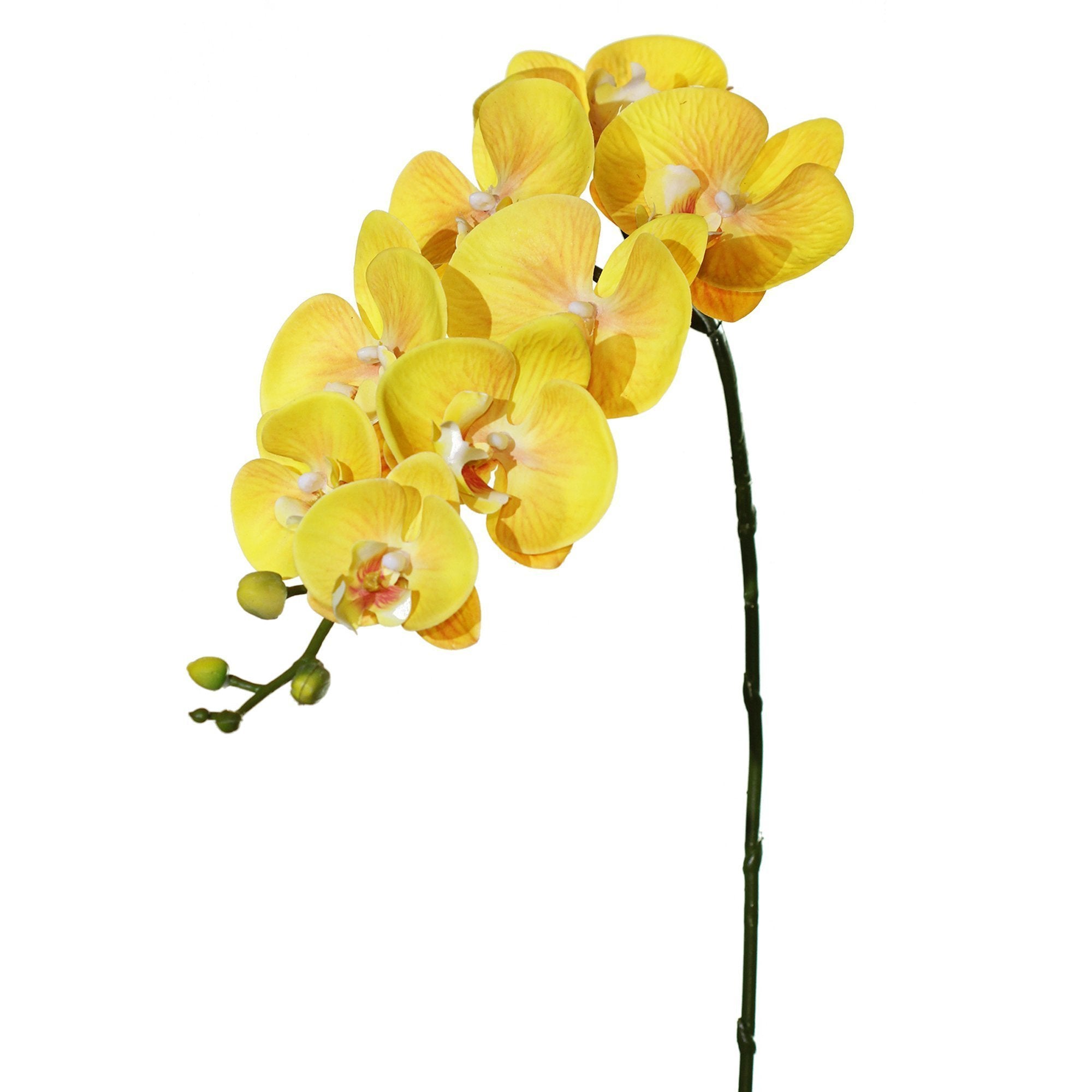 Phalaenopsis Orchid 36" (Pack of 3)