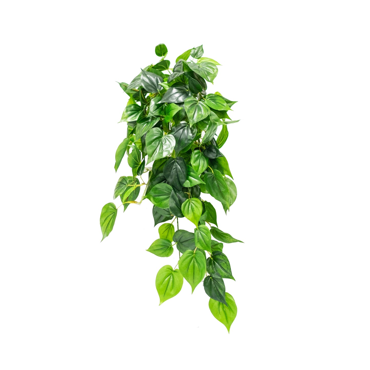 Philo Plant