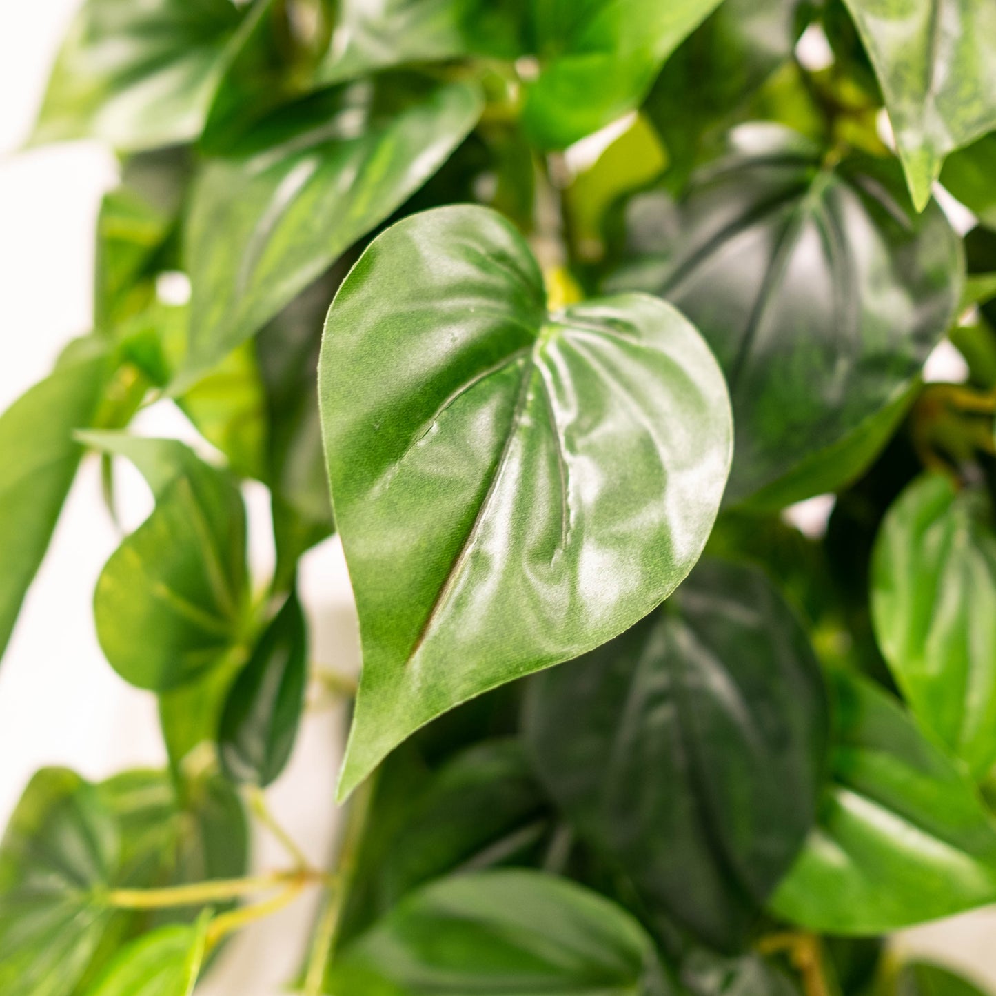 Philo Plant