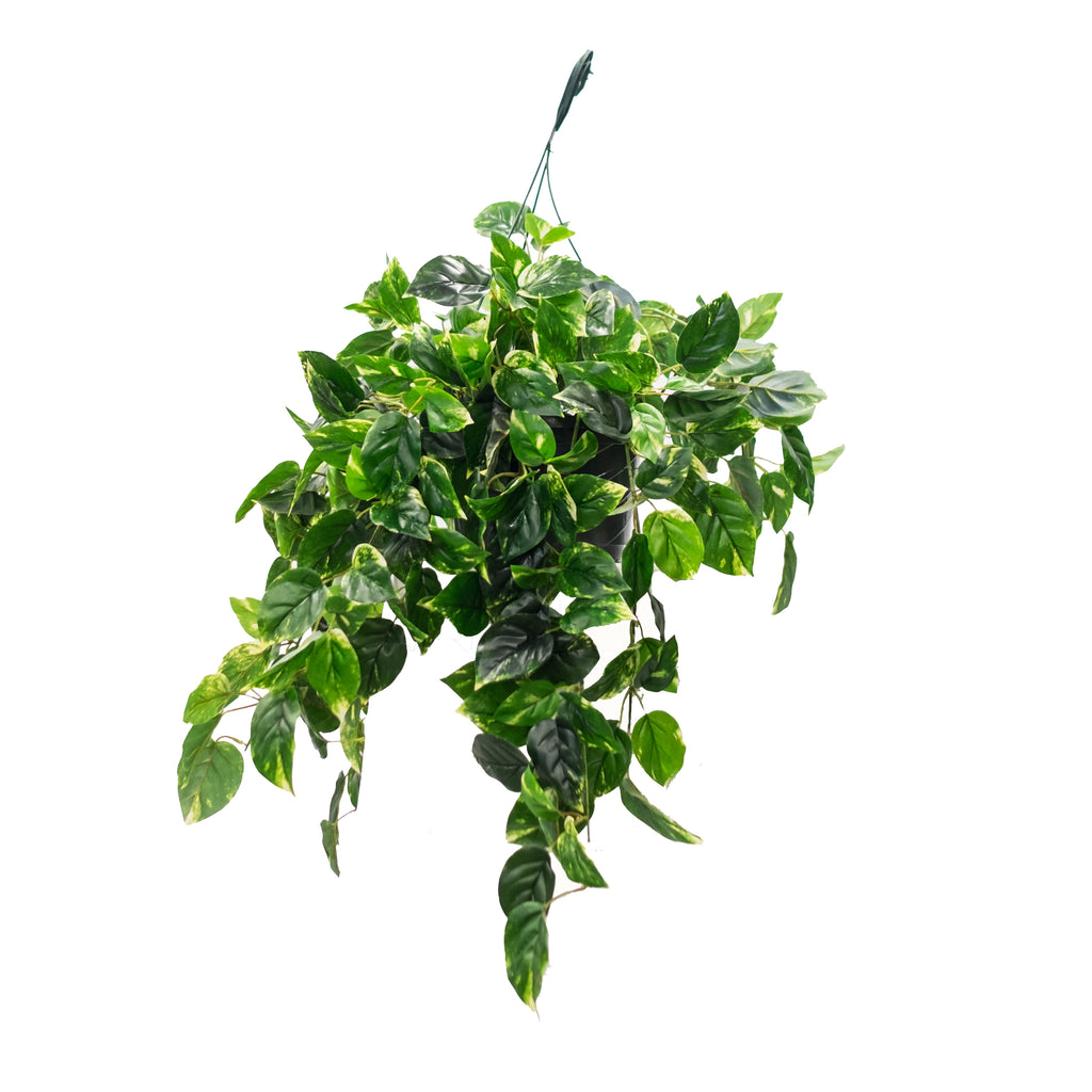 Pothos Hanging Basket Silk Plant Decor And More 3798