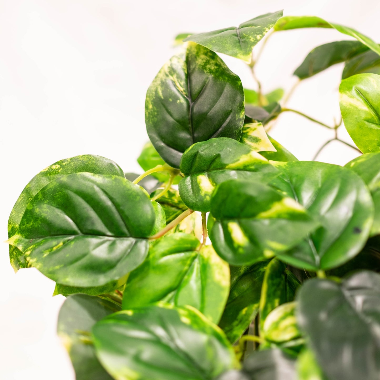 Pothos Plant