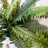 Potted Garden Fern Double