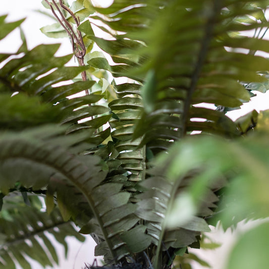 Potted Garden Fern Double