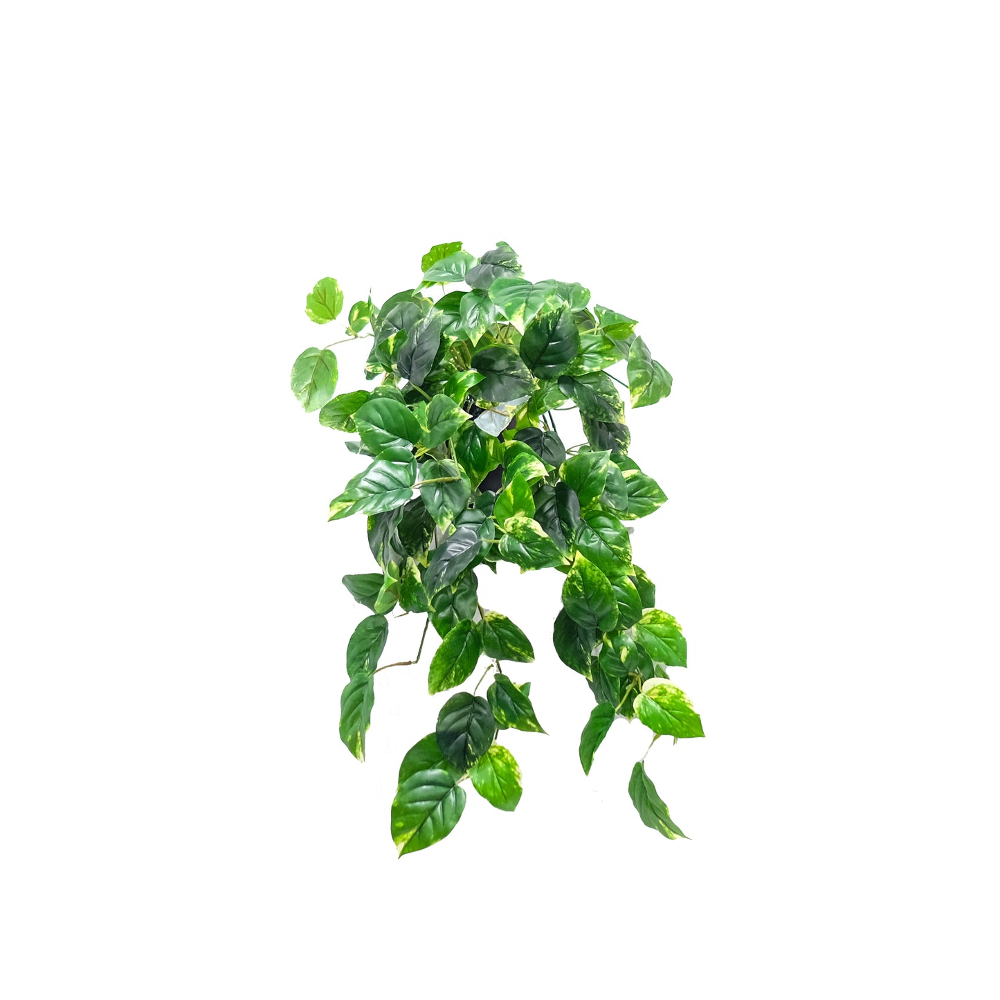 Pothos Plant
