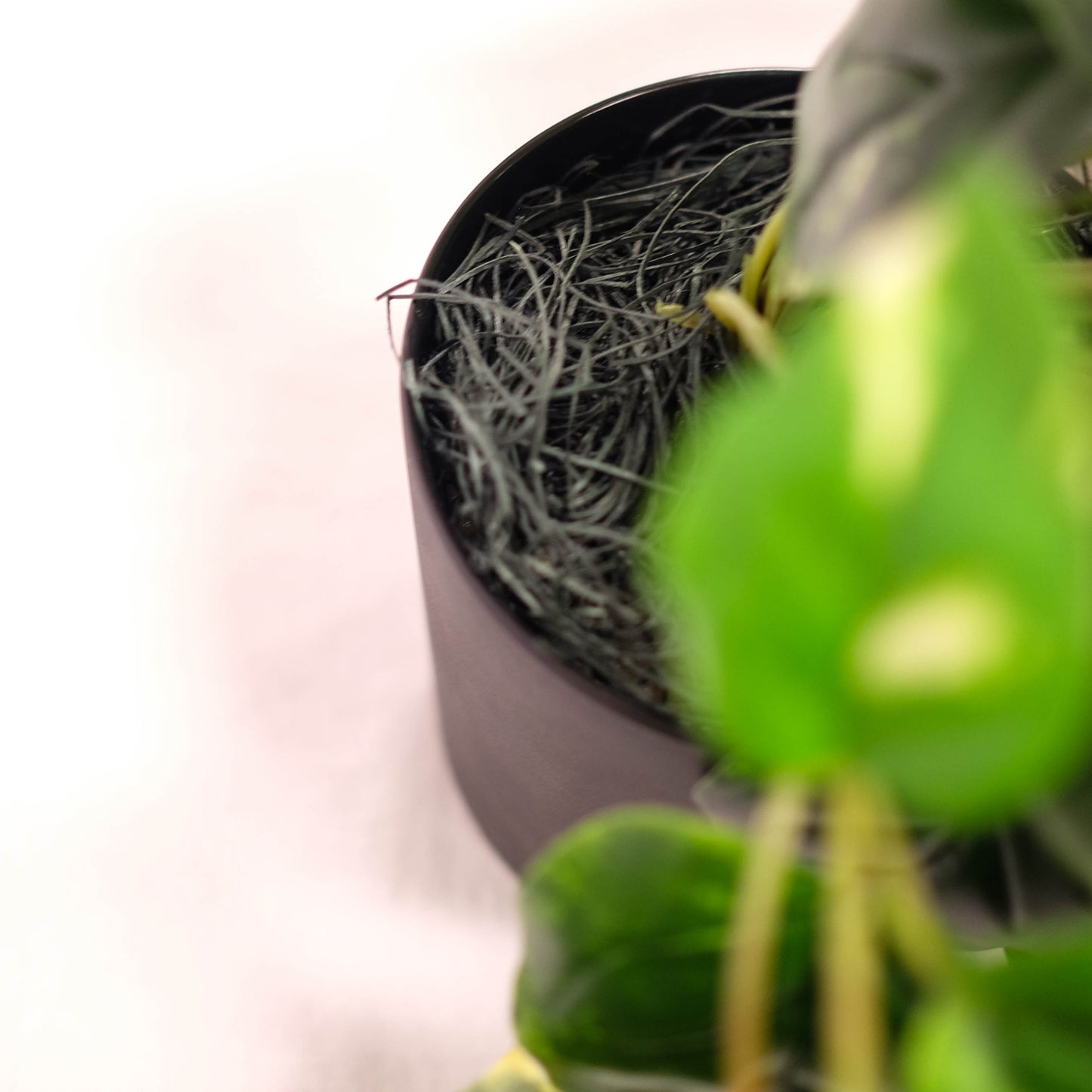 Pothos Plant