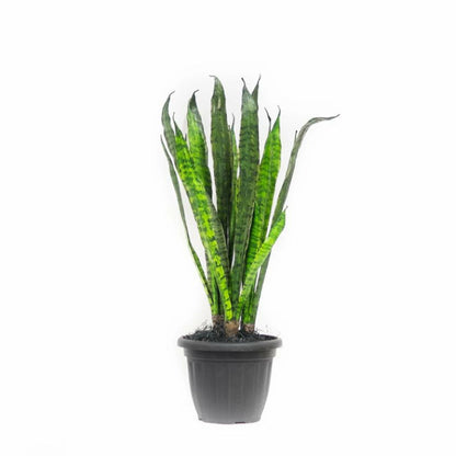 artificial snake plant canada Faux Potted Sansevieria