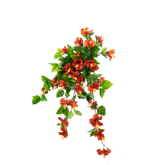 Hibiscus Flowering Bush