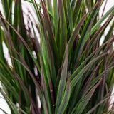 Reed Grass Potted