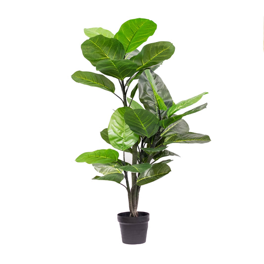 Rubber Plant 49"