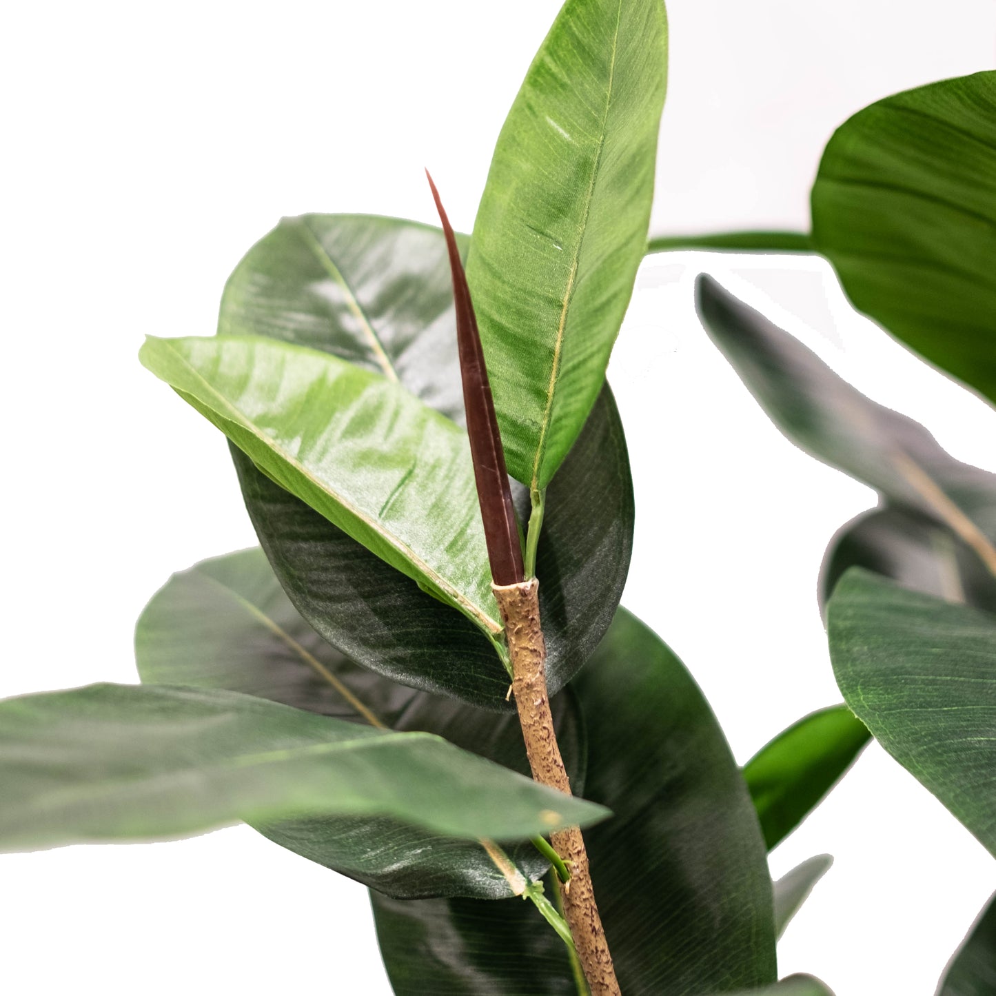 Rubber Plant 6ft