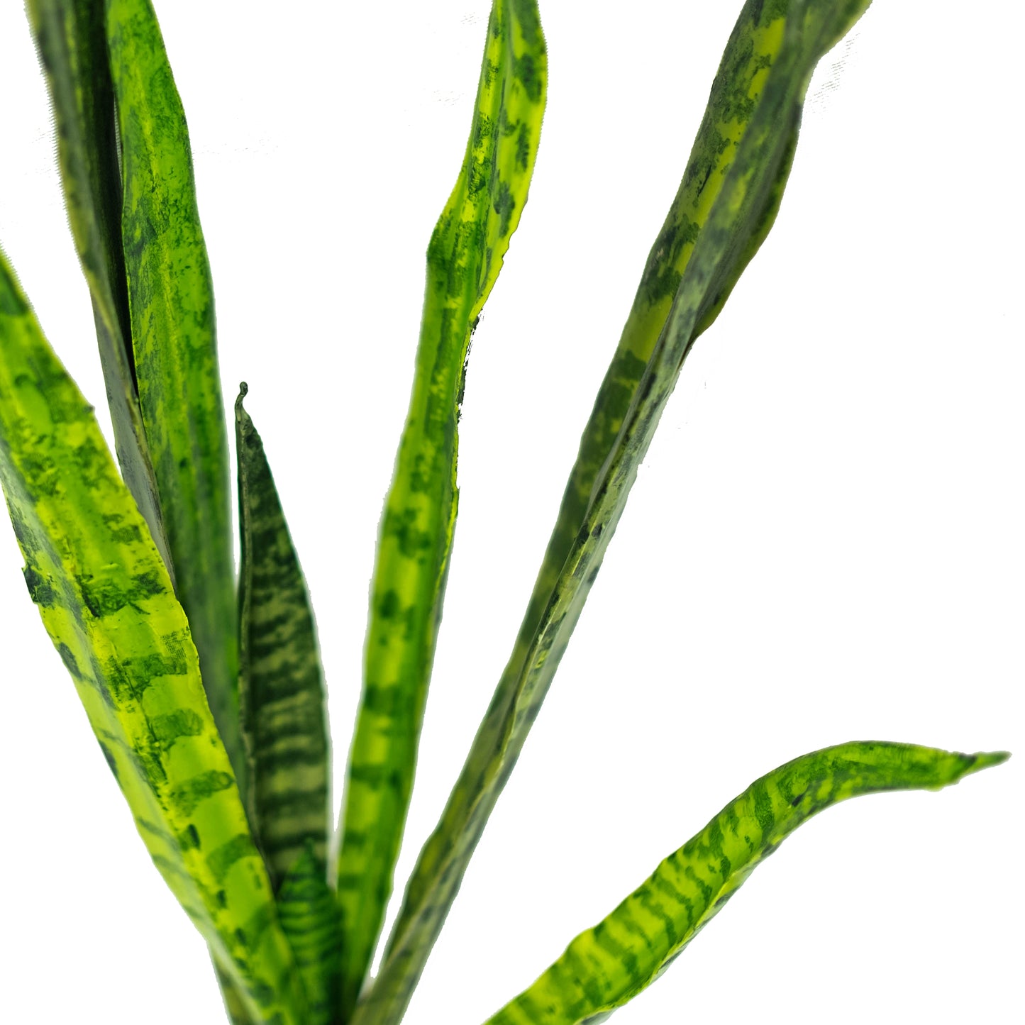 Sansevieria Plant (Pack of 3)