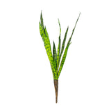 Sansevieria Plant (Pack of 3)